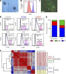 Itraconazole Targets Cell Cycle Heterogeneity In Colorectal Cancer Jem