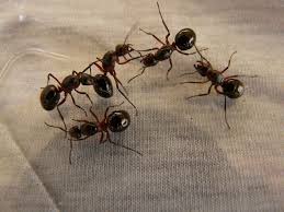what attracts ants and how do i get rid