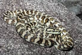 carpet python and diamond pythons