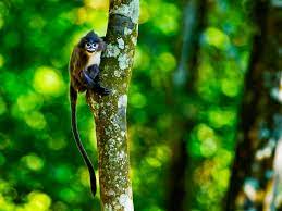 phayre s leaf monkey a future denied