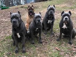 From wikipedia, the free encyclopedia. Cane Corso Project Corsoprojectusa Twitter
