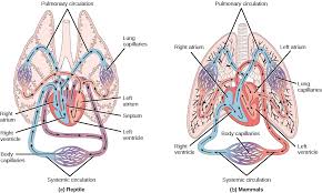 A rudimentary valve is located between the two chambers. Circulatory System Variation In Animals Biology For Majors Ii