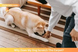 why do dogs scratch the carpet top 16
