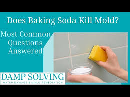 Can Baking Soda Kill Mold Find Out