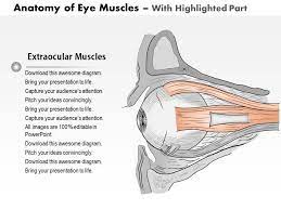 0514 anatomy of eye muscles cal