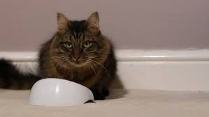 Sometimes, even complicated work schedules can get in the way of feeding your cat on time. How Often Should Cats Feed Cat S Nutritional Needs Cats Protection