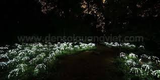 fiber optic garden lights photos