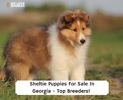 sheltie puppies in georgia