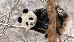 hd wallpaper panda bear winter snow