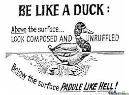 Image result for be like a duck quote