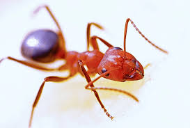 control ants in your rv or cer