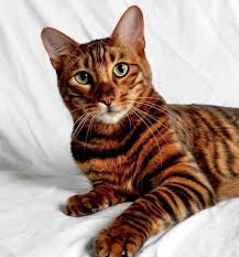 Personal preference often influence our decision on the female cat name of choice. 18 Female Tiger Cat Names Cat Names Female Tiger Cats