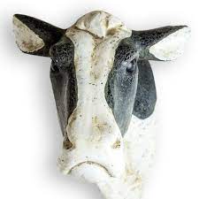 Cows Head Wall Hanging Just Like Wendy S