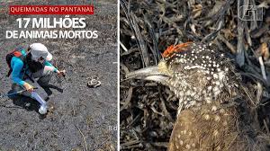 Revista 'Nature' publica estudo brasileiro que estima morte de 17 mil  vertebrados por queimadas no Pantanal - Portal Prime News
