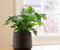 15 Fast Growing Indoor Plants For Your
