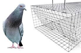 nixalite hd pigeon trap 36x16x8 nixalite