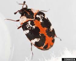 common carpet beetle anthrenus