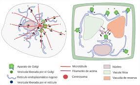 de golgi atlas de histología vegetal