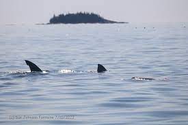 great white shark chows down on seal in