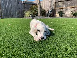 is artificial turf safe for pets