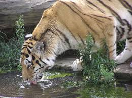 tiger drinking water d tigre s