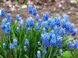 10 Astonishing Blue Flowers For Your Garden