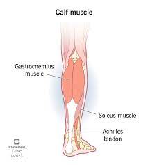 https://my.clevelandclinic.org/health/body/21662-calf-muscle gambar png
