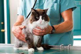 The stage and the grade. Breast Cancer In Cats Pet Talk Cvmbs News