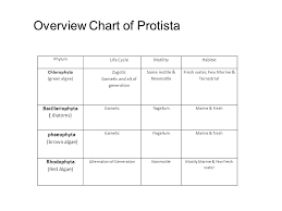 Protista Is One Kingdom In The Domain Eukarya Ppt Video