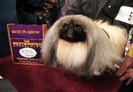 Out of thousands of dogs from over 200 breeds only one will be crowned best in show on before the coveted purple ribbon is awarded, there are plenty of other pooch winners. Previous Westminster Kennel Club Dog Show Best In Show Winners Westminster Dog Show Akc Dog Shows Dogs