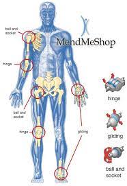 Ligaments join bones to other bones to strengthen joints. Body Joints Human Joints Body
