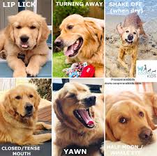 how dogs communicate