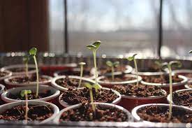 Growing Seeds How To Grow Plants From