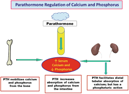 calcium and phosphorus springerlink