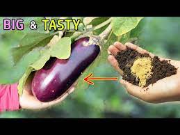 Eggplant Growing Brinjal In Pots