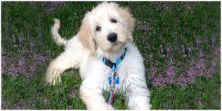 Learn more about the breeds on our about doodles page. On Golden Farm Goldendoodle Puppies Upper Peninsula Of Michigan