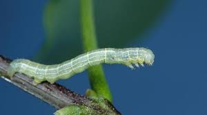 natural ways to get rid of cankerworms