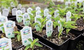 organic garden plant starts vegetable