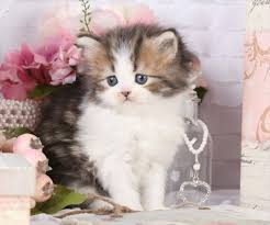 Our munchkin kittens for sale are sold as pets only without breeding rights. Teacup Persian Cats Teacup Persian Kittens Miniature Cats Miniature Kittens For Sale Munchkin Cats Munchkin Persian Kittens Teacup Cat Breederssuperior Quality Persian Himalayan Kittens For Sale In A Rainbow Of Colors