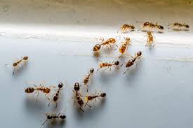 Почему в квартире появляются муравьи и как от них избавиться