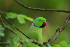 parrots wallpapers for
