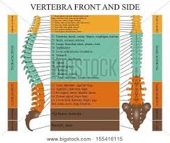 Illustration about diagram of a human spine with the name and description of all sections and segments of the vertebrae. Diagram Human Spine Vector Photo Free Trial Bigstock