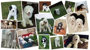 Our goal is to breed and raise healthy and happy old english sheepdog puppies. Home Amazing Sheppies