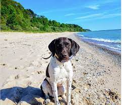 7 best dog friendly beaches in michigan