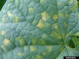 downy mildew of cuber melon and