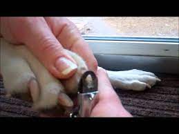 how to trim the nails of a cat or dog