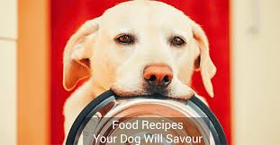 indian homemade food recipes your dog