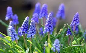 blue spring flowers g hyacinths