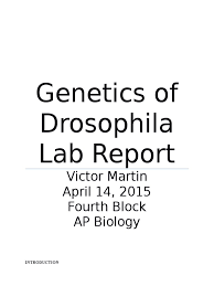 ap biology genetics of drosophila lab report heredity genetics 