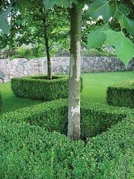 Boxwoods As An Individual Tree Border